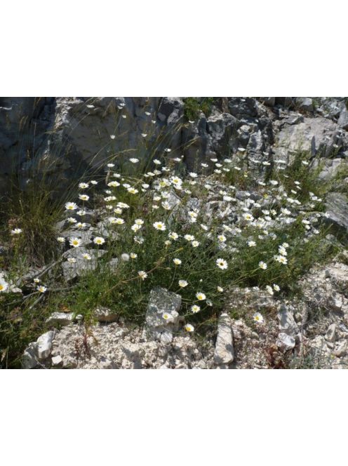 Dalmátvirág / TANACETUM cinerariifolium 