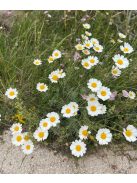 Dalmátvirág / TANACETUM cinerariifolium 