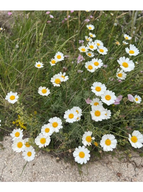 Dalmátvirág / TANACETUM cinerariifolium 