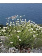 Dalmátvirág / TANACETUM cinerariifolium 