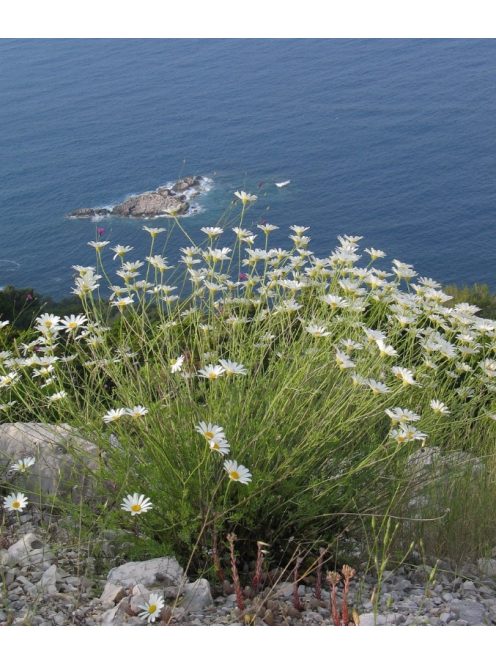 Dalmátvirág / TANACETUM cinerariifolium 