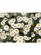 Margitvirág / TANACETUM niveum 'Jackpot'