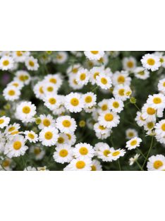 Margitvirág / TANACETUM niveum 'Jackpot'