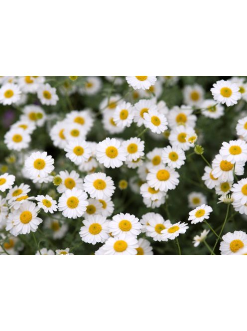 Margitvirág / TANACETUM niveum 'Jackpot'
