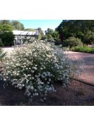 Margitvirág / TANACETUM niveum 'Jackpot'