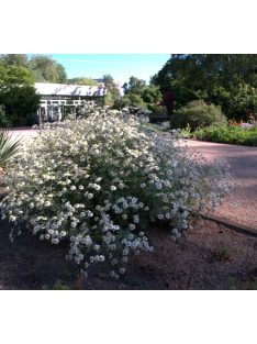 Margitvirág / TANACETUM niveum 'Jackpot'