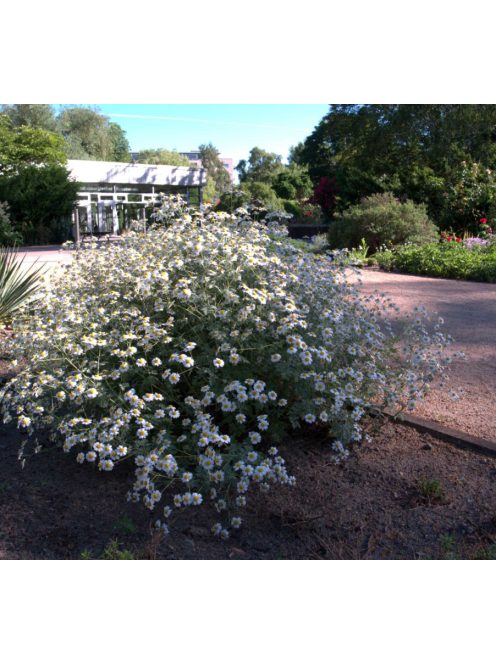 Margitvirág / TANACETUM niveum 'Jackpot'