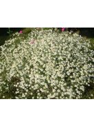 Margitvirág / TANACETUM niveum 'Jackpot'