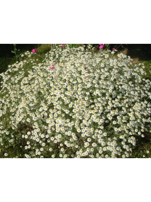 Margitvirág / TANACETUM niveum 'Jackpot'