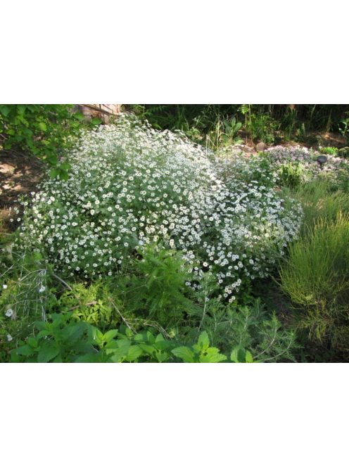 Margitvirág / TANACETUM niveum 'Jackpot'