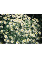 Margitvirág / TANACETUM niveum 'Jackpot'