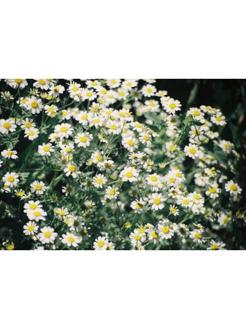 Margitvirág / TANACETUM niveum 'Jackpot'