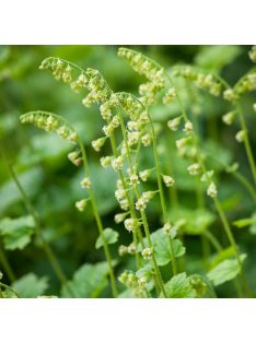 Csészerojt / TELLIMA grandiflora 