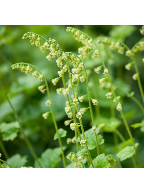 Csészerojt / TELLIMA grandiflora 