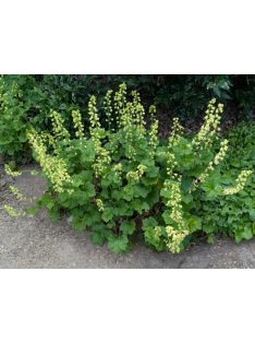 Csészerojt / TELLIMA grandiflora 