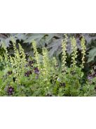 Csészerojt / TELLIMA grandiflora 