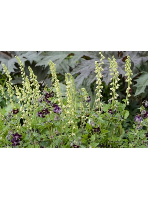 Csészerojt / TELLIMA grandiflora 