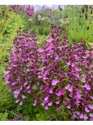 Sarlós gamandor / TEUCRIUM chamaedrys 