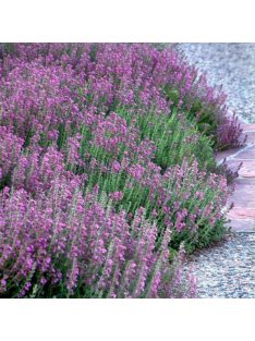 Sarlós gamandor / TEUCRIUM chamaedrys 