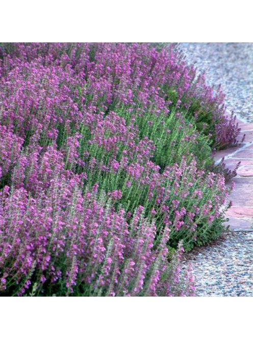 Sarlós gamandor / TEUCRIUM chamaedrys 