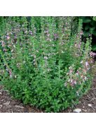 Sarlós gamandor / TEUCRIUM chamaedrys 
