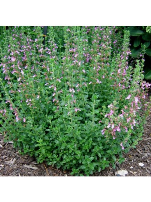 Sarlós gamandor / TEUCRIUM chamaedrys 