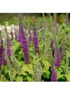 Kaukázusi gamandor / TEUCRIUM hircanicum 