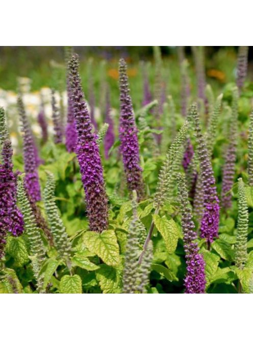 Kaukázusi gamandor / TEUCRIUM hircanicum 