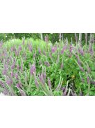Kaukázusi gamandor / TEUCRIUM hircanicum 