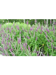 Kaukázusi gamandor / TEUCRIUM hircanicum 