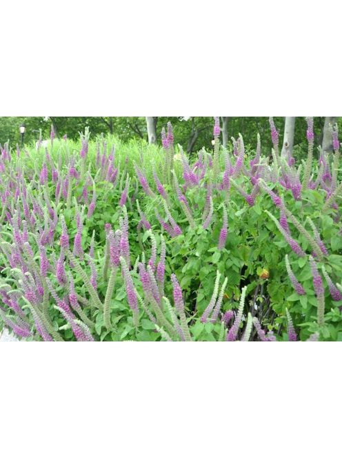 Kaukázusi gamandor / TEUCRIUM hircanicum 