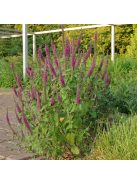 Kaukázusi gamandor / TEUCRIUM hircanicum 