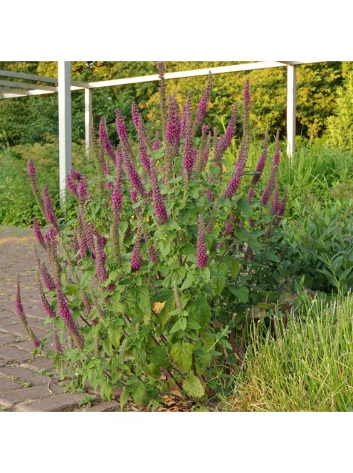 Kaukázusi gamandor / TEUCRIUM hircanicum 