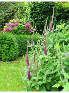 Kaukázusi gamandor / TEUCRIUM hircanicum 