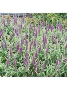 Kaukázusi gamandor / TEUCRIUM hircanicum 