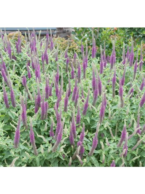 Kaukázusi gamandor / TEUCRIUM hircanicum 