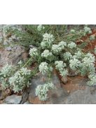 Hegyi gamandor / TEUCRIUM polium 