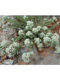 Hegyi gamandor / TEUCRIUM polium 