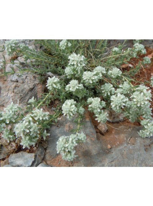 Hegyi gamandor / TEUCRIUM polium 