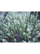 Hegyi gamandor / TEUCRIUM polium 
