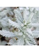 Hegyi gamandor / TEUCRIUM polium 
