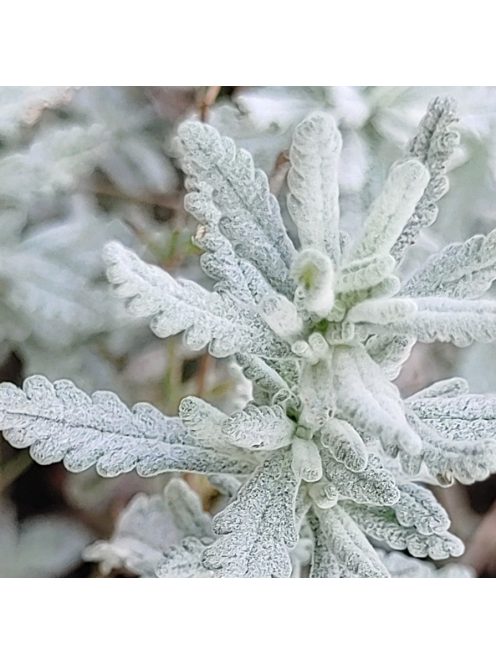 Hegyi gamandor / TEUCRIUM polium 