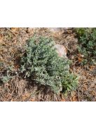 Hegyi gamandor / TEUCRIUM polium 