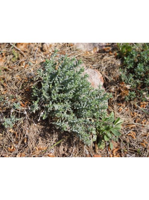 Hegyi gamandor / TEUCRIUM polium 