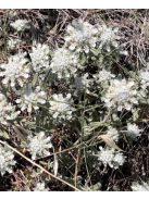 Hegyi gamandor / TEUCRIUM polium 