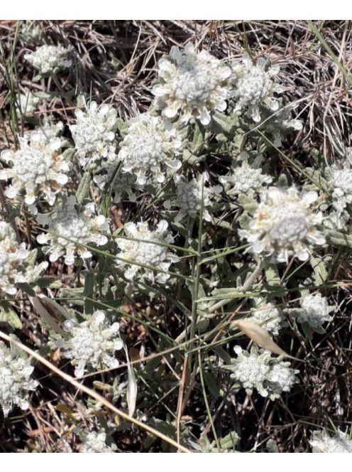 Hegyi gamandor / TEUCRIUM polium 
