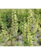 Fenyérgamandor / TEUCRIUM scorodonia 