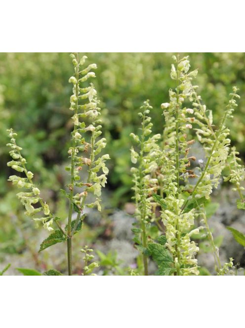 Fenyérgamandor / TEUCRIUM scorodonia 