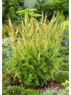 Fenyérgamandor / TEUCRIUM scorodonia 