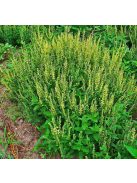 Fenyérgamandor / TEUCRIUM scorodonia 